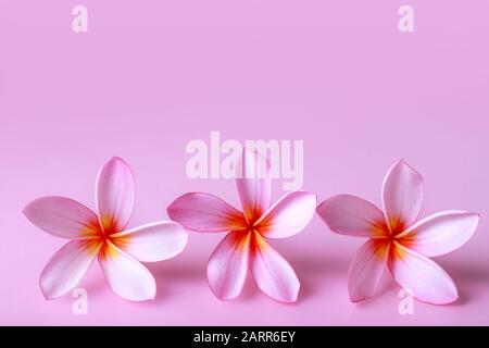 Drei frangipani-rosafarbene Blumen auf dem rosafarbenen Hintergrund. Freier Speicherplatz. Stockfoto