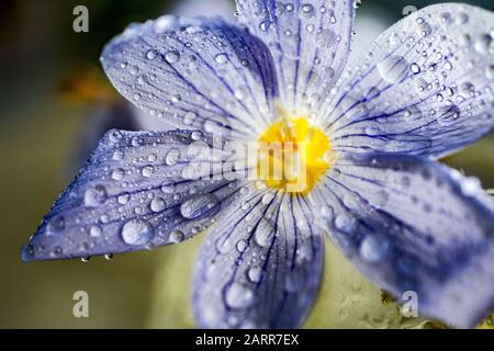 Wassertropfen auf einem Nahbild der Krokusblüte Stockfoto