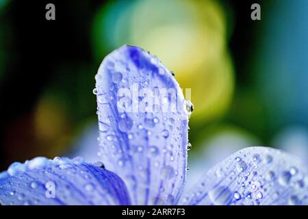 Wassertropfen auf einem Nahbild der Krokusblüte Stockfoto