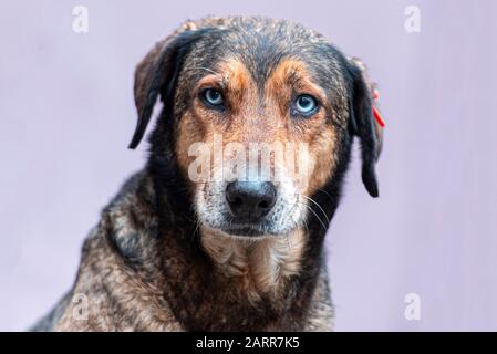 Obdachloser Hund vor der Kamera, Obdachloser Hund sitzt auf der Straße Stockfoto