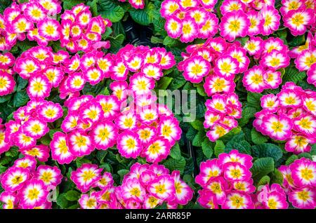 Rosafarbene Primrose-Pflanzen in einem Gartencenter zum Verkauf bereit für die Frühlingsanpflanzung Stockfoto