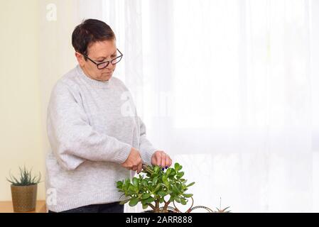 Aktive glückliche Seniorinnen pflegen und pflegen die Innenanlage im Heimatgarten. Hausanlagen in Blumentöpfen im Gartenzimmer, innen. Stockfoto