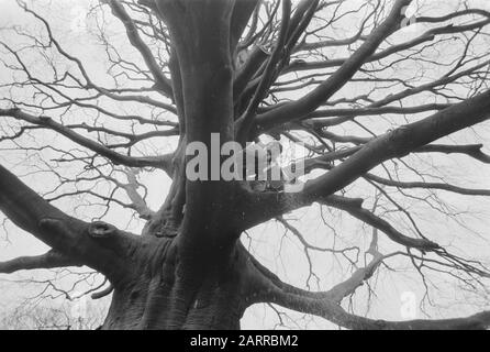 Über zwei Jahrhunderte alte Buche in Hortus in Leiden wird gesägt, weil der Baum Opfer von Parasiten geworden ist Datum: 30. November 1987 Ort: Leiden, Zuid-Holland Stichwörter: Bäume Personenname: Hortus Stockfoto