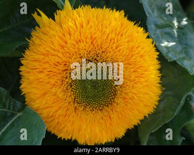 Sonnenblume. Oder Helianthus annuus tubulises. Name: Teddybär. Nahaufnahme einer großen orangefarbenen Kugel wie eine Blume. Stockfoto