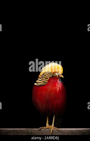 Chrysolophus pictus, goldener Fasan, schöne Farbe, Vogel in Wildleben mit schwarzem Hintergrund, isoliert Stockfoto