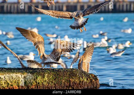 Eine Schar von Vogelschwänen, Silbermöwen - junge und Erwachsene Tiere treiben an einem schönen Wintertag vor der Küste am Varna Strand ein Getue und Hektik auf Stockfoto