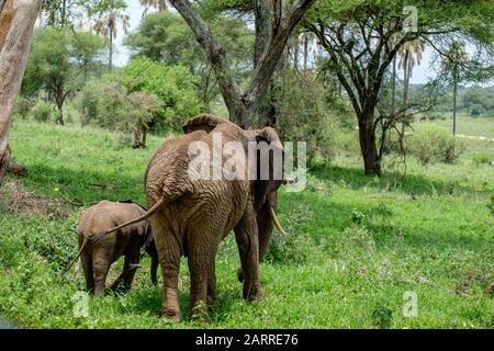 Mutterelphantine mit Kalb im Tarangire National Park, Tansania Stockfoto