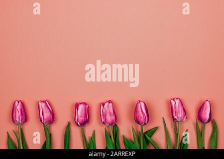 Tageskarte für Frauen: Sieben rosafarbene Tulpen in Reihe auf dem Botom auf pinkfarbenem Hintergrund Stockfoto