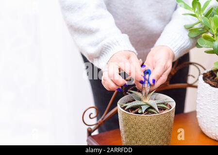 Gartenarbeit im Haus. Nahaufnahme der Hände eines Gärtners, der eine Anlage trimmt. Hausanlagen in Blumentöpfen im Gartenzimmer, innen. Stockfoto