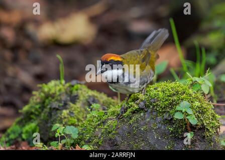 Kastanienbedeckter Pinselfinch - Arremon brunneinucha, schöner gefärbter Perchvogel aus Südamerikawäldern, östlichen Andenhängen, Guango-Lodge, Stockfoto
