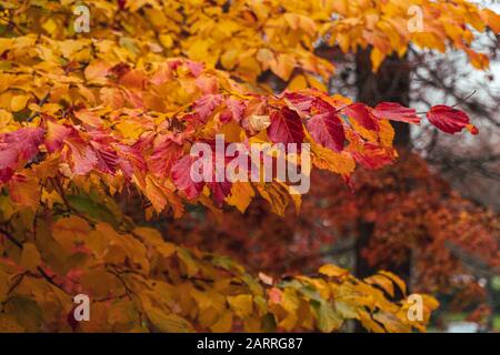Nahaufnahme des Baumzweigs mit leuchtenden roten und orangefarbenen Blättern im späten Herbst Stockfoto
