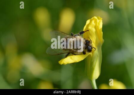 Carnica-Honigbiene bestäubt eine gelbe Blume und sammelt im Frühling Nektar für Honig Stockfoto