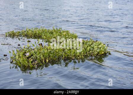 Wasserhyazinthe Pflanzen sich in Blume, die als Masse auf einer Seefläche schwimmt. Stockfoto