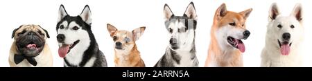 Satz verschiedener Hunde auf weißem Hintergrund Stockfoto