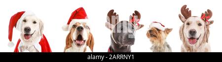 Niedliche Hunde in Weihnachtsmützen und Hirschhörner auf weißem Hintergrund Stockfoto