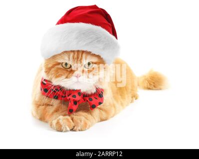 Süße Perserkatze in Weihnachtsmann hat auf weißem Hintergrund Stockfoto