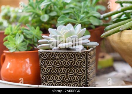 Verschiedene Sukkulenten Töpfen bei hausgemachten In einem Garten am sonnigen Tag stehen. Stockfoto
