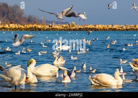 Eine Schar von Vogelschwänen, Silbermöwen - junge und Erwachsene Tiere treiben an einem schönen Wintertag vor der Küste am Varna Strand ein Getue und Hektik auf Stockfoto