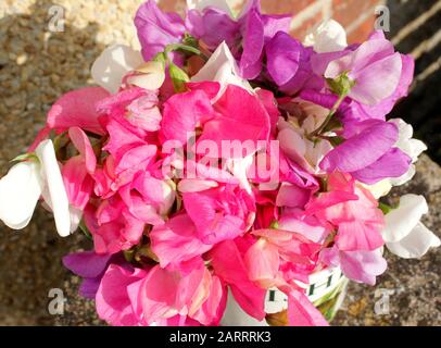 Frisch gepflückte gemischte süße Erbsen Stockfoto