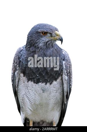 Schwarz gestutzter Bussard-Adler / grauer Bussard-Adler / chilenischer blauer Adler (Geranoaetus melanoleucus) vor weißem Hintergrund Stockfoto