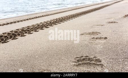 Reifenspuren von Geländewagen und Fußabdrücke von Braunbären auf dem Sand in der Nähe des Meeres Stockfoto