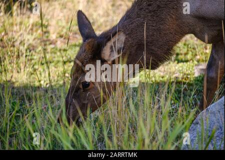 Nahaufnahme Weiblicher Elk weidet im Wald am Nationalpark Stockfoto