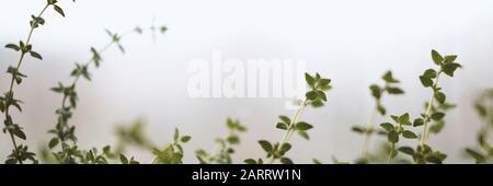 Mikrogrüns und Gartenraum-Konzept für den Innenbereich. Grüne Gewürze Rosmarin und Oregano Pflanzen auf Fensterbank im Winter und Herbst. Banner der Natur Backgr Stockfoto