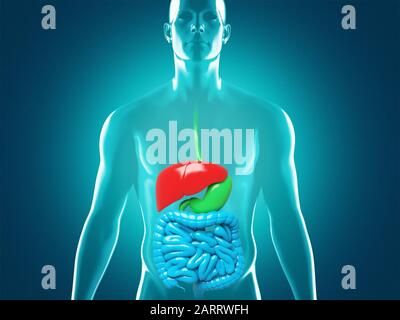 Anatomie des menschlichen Verdauungssystems, 3D-Darstellung Stockfoto