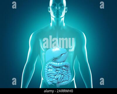 Anatomie des menschlichen Verdauungssystems, 3D-Darstellung Stockfoto