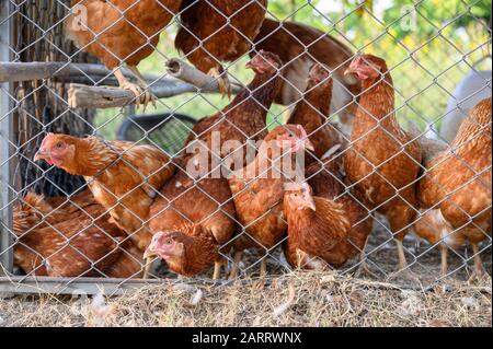 Herde von Hennen in Hühnerkoop auf dem Land Stockfoto
