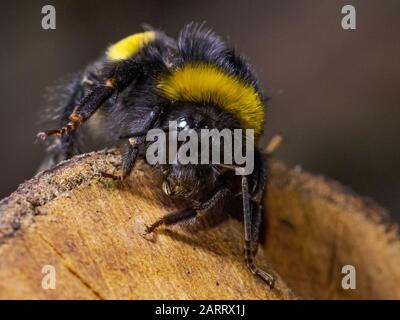 Nahaufnahme eines Bumblebee auf einem Holzlog in Sydenham Hill Wood in South London Stockfoto