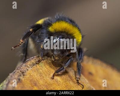 Nahaufnahme eines Bumblebee auf einem Holzlog in Sydenham Hill Wood in South London Stockfoto