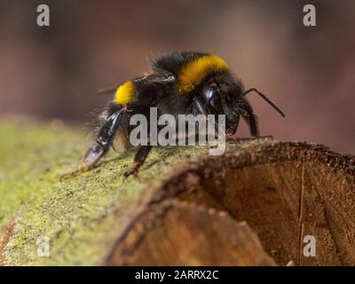 Nahaufnahme eines Bumblebee auf einem Holzlog in Sydenham Hill Wood in South London Stockfoto