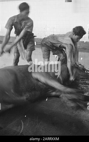 Lebensmittel-Goodsangs [Lagerhallen] des Generalquartiermeisters Für Die Schlachtung eines Rindes Datum: März 1947 Ort: Batavia, Indonesien, Jakarta, Niederländische Ostindien: Unbekannt/DLC Stockfoto