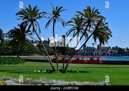 Sydney, NSW, Australien - 30. Oktober 2017: Touristenzug entlang Farm Cove mit Palmen. Sydney Opera und Harbour Bridge im Hintergrund Stockfoto