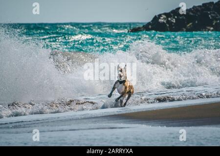 Hund spielt auf Surf Hawaii Stockfoto