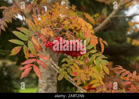 Herbstlaub und rote Beeren eines American Mountain Ash Tree (Sorbus Americana) in einem Woodland Garden Stockfoto