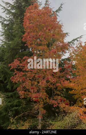 Herbstlaub und rote Beeren eines American Mountain Ash Tree (Sorbus Americana) in einem Woodland Garden Stockfoto