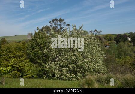 Frühling Blühender Whitebalam Tree (Sorbus ARIA) in einem Woodland Garden im ländlichen Devon, England, Großbritannien Stockfoto