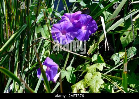 Australien, blaue Morgenblume Stockfoto