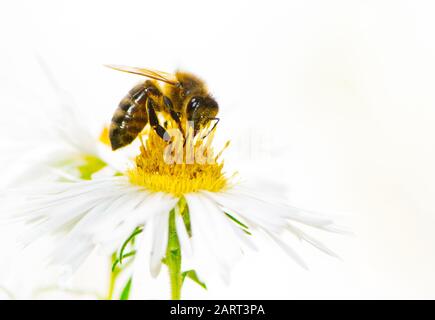 Honigbiene auf einer weißen Aster Blüte Nektar zu sammeln. Stockfoto