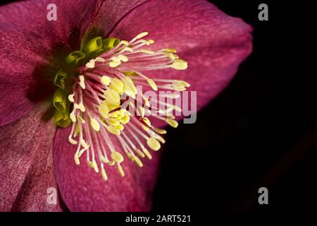 Helleborus HGC Ice n' Roses 'Red' Hellebore Stockfoto