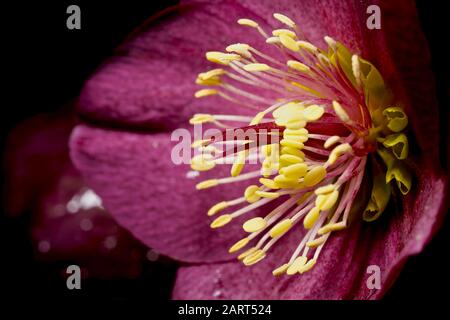 Helleborus HGC Ice n' Roses 'Red' Hellebore Stockfoto