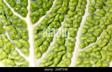 Savoy Cabbage Leaf Texture Macro Stockfoto