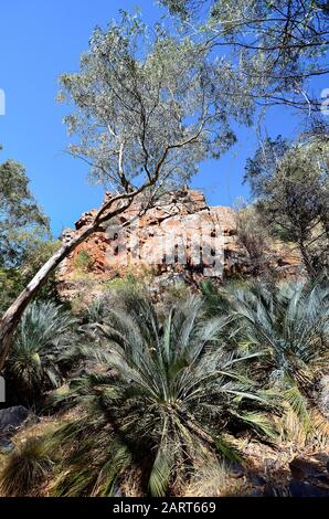 Australien, NT, McDonnell Range Cycads in Standley Chasm Stockfoto