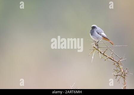 Januar 2020; Larrabetzu, Bizkaia (Baskenland). Ein männliches schwarzes Rotstachelbild (Phönicurus ochruros) an der Spitze des Schwarzdorns. Stockfoto