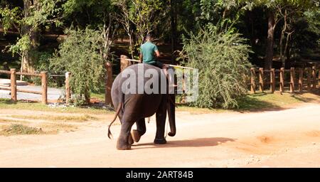 Pinnawala Elephant Waisenhaus ist eine Baumschule und gefangenes Brutplatz für wilde asiatische Elefanten und hat die größte Herde gefangener Elefanten im w Stockfoto