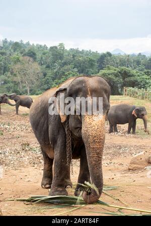 Pinnawala Elephant Waisenhaus ist eine Baumschule und gefangenes Brutplatz für wilde asiatische Elefanten und hat die größte Herde gefangener Elefanten im w Stockfoto