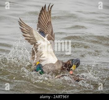 Zwei mallardische drake-enten, die auf dem Wasser kämpfen Stockfoto