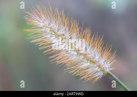Nahaufnahme von Foxtail Millet Weichheit Stockfoto